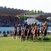 Los expertos bajitos van al hipódromo