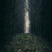this lonely path