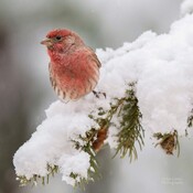 Luz y canto - chispas en invierno