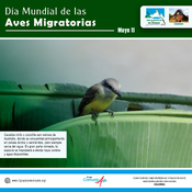 Día Mundial de las Aves Migratorias