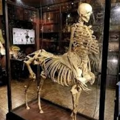 Voces del Misterio: Críptidos y animales imposibles, con Jesús Callejo y Carlos Canales