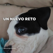 244.- Un nuevo reto