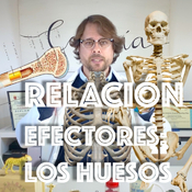Relación, Aparato Locomotor: Los Huesos