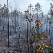 Afectadas más de 800 hectáreas forestales por incendios en Pinar del Río