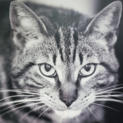 Si tienes gato, vigila estos síntomas que alertan de problemas digestivos