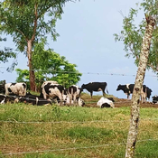 El bloqueo afecta granja genética cienfueguera El Abra