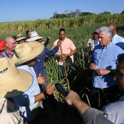Sembrar caña es el mayor desafío