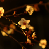 🌸Bienvenida Primavera🌸