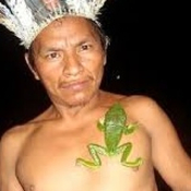 El kambó, veneno de rana o medicina humana.