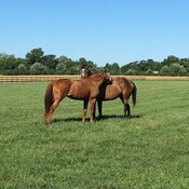 Equine research on icing the laminitic hoof.