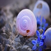 LA ESCUELA DE LA FLOR DE LIS