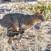 Aparici en Órbita s08e16: La domesticación de los gatos