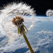 Ep532_A: Tormenta Solar; Microbios Espaciales; Dientes de León; Agujeros Negros