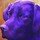 Purple Dog