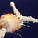 Solo en la biblioteca XXI: La tragedia del Challenger ( 1986)